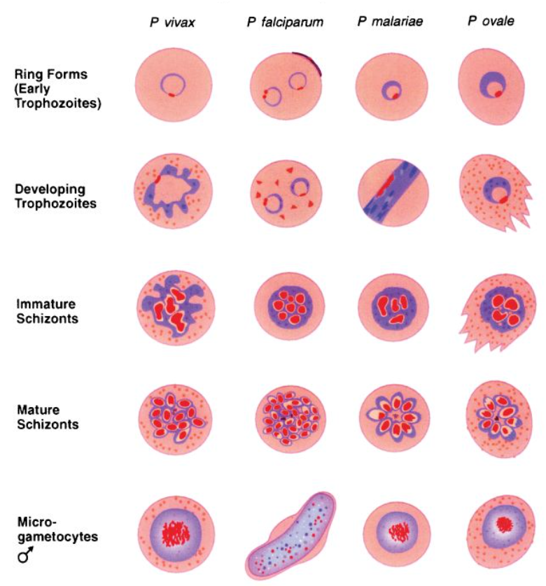 Plasmodium falciparum шизонт. Шизонт малярийного плазмодия. Плазмодии малярии таблица. Трофозоит шизонт.